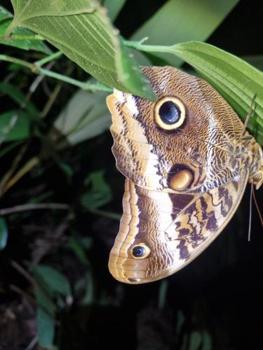 a brown butterfly sitting on a green leaf at Micheck beach house in Tortuguero