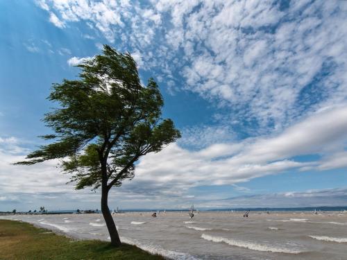 a tree on the beach with people in the water at Tinyhouses am Neusiedlersee in Fertőrákos