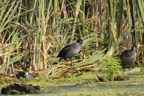 three birds standing in the grass near some plants at Vila Delta Travel - Mila 23 in Mila Douăzeci şi Trei