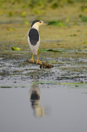 a bird standing on the ground in the water at Vila Delta Travel - Mila 23 in Mila Douăzeci şi Trei