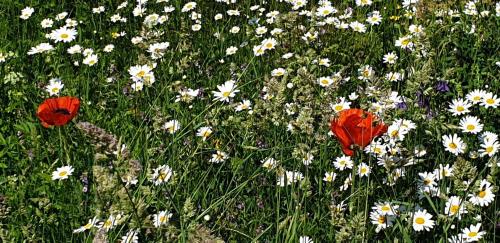 two poppies and daisies in a field of flowers at Villa Vy in Rättvik