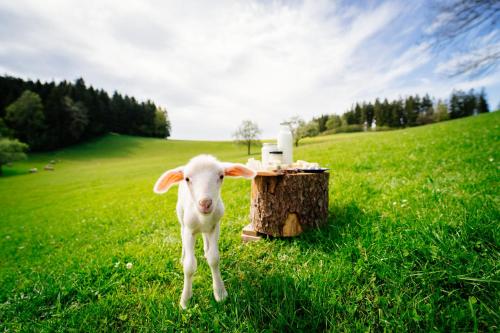 a sheep standing next to a tree stump in a field at Biohof Abraham - Hofkäserei in Gossenreith