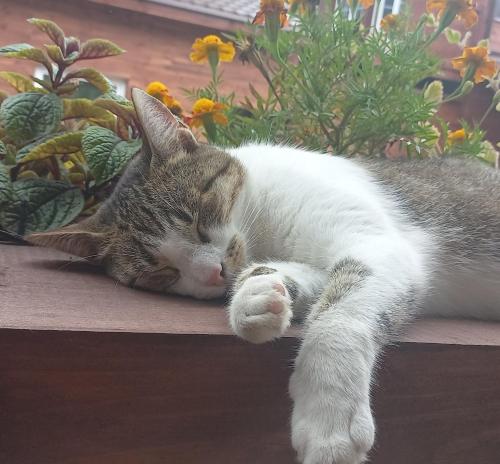 a gray and white cat sleeping on a table at Orzechowy domek in Torzym
