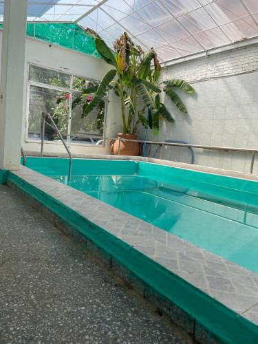 a swimming pool with a plant in a building at Las Palmas del Daymán in Termas del Daymán