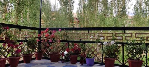 a group of potted plants in a greenhouse at Nakpo Homestay in Leh