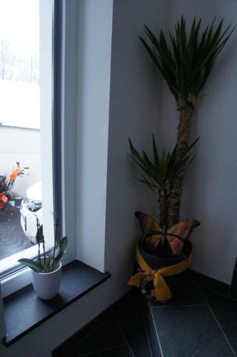 a room with two potted plants and a window at Apart Egger in Schwendau