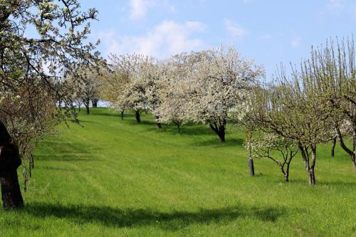 a field of grass with trees in the background at Appartement ROSalia in Forchtenstein