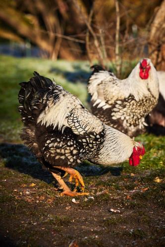 two chickens walking on the grass in a field at L'INDUS - Le Domaine Wambrechies in Wambrechies