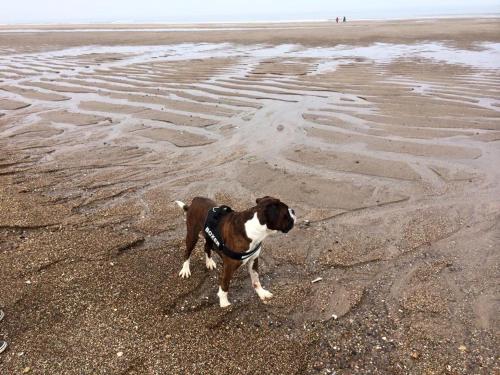 a brown and white dog standing on the beach at Tide Away Anderby Creek in Anderby