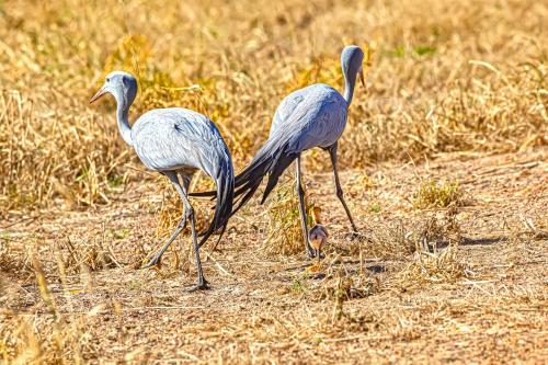 two birds walking in a field of grass at Benguela Cove - Oceans Away in Hermanus
