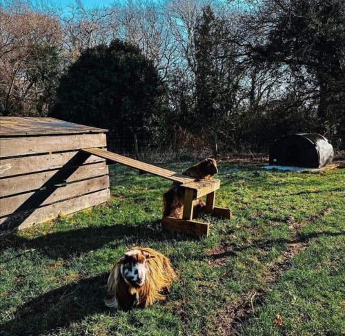 WibseyにあるBuzerant varkoの木造の横の芝生に寝た犬