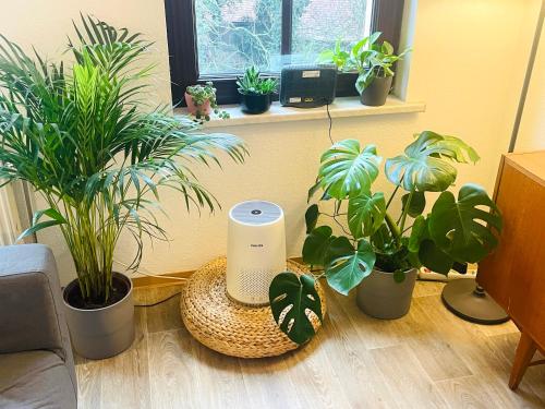 a living room with potted plants on the floor at (PLANT ROOM 5) Mit Familie oder auch mit Freunde in Halle an der Saale