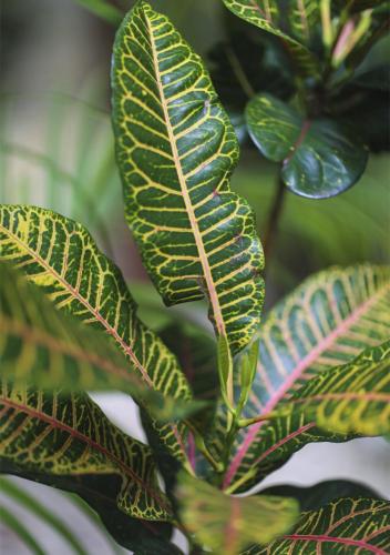 a close up of a green leaf on a plant at ALDEA JO-YAH in Tulum