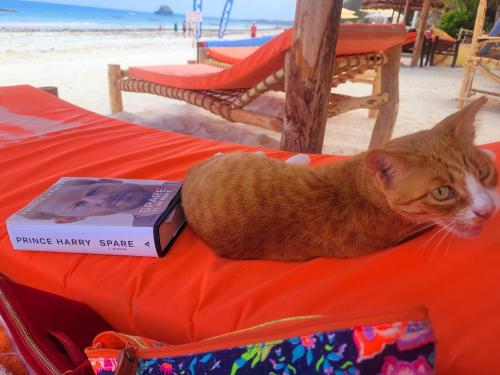 a cat sitting on a table next to a book at Sipano Beach Lodge Kiwengwa in Kiwengwa