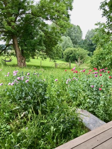 a field of flowers with a tree and a wooden bench at Nachtegael Zomerhuis, idyllische woning in de Vlaamse Ardennen in Kluisbergen