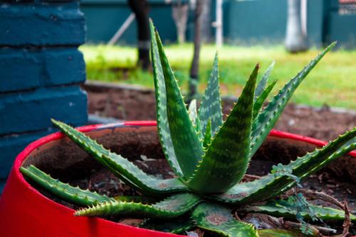 a green succulent plant in a red pot at Bothabelo Bed and Breakfast in Phalaborwa
