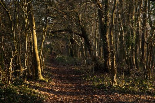 a dirt trail through a wooded area with trees at Stylish one bed apartment in the Stroud Valleys in Brimscombe