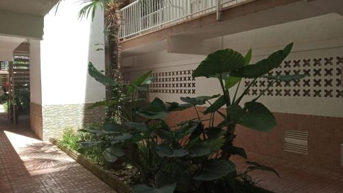 BELLAMAR 25