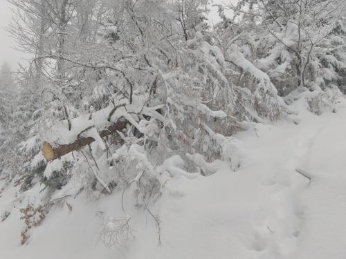 a snow covered forest with trees covered in snow at Grand Mobil Home 6 personnes climatisé avec 3 chambres et 2 salles de bains à Munster en Alsace in Munster