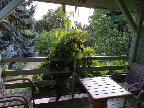 a porch with a table and chairs and a plant at King Kong Kapitány Vendégház in Fonyód