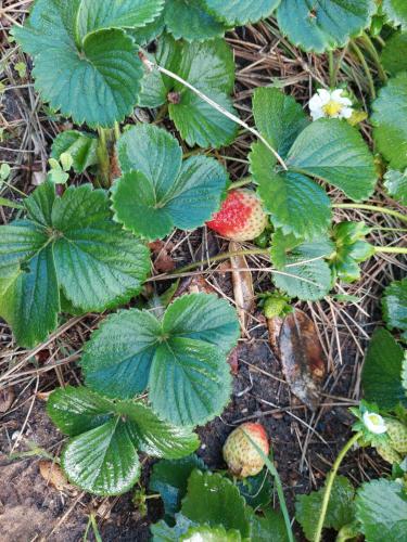a group of strawberries and plants on the ground at Herdade AMÁLIA RODRIGUES in Zambujeira do Mar