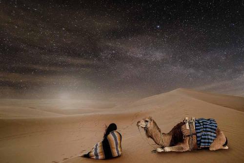 a camel sitting in the desert under the stars at Camp Golden Desert Morocco in Mhamid