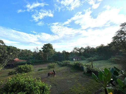 Billede fra billedgalleriet på Havana Horses Lodge i Tingkirtengah