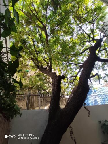a tree in front of a white wall at The Neem in New Delhi