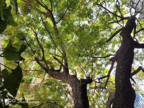 two trees in front of a building at The Neem in New Delhi