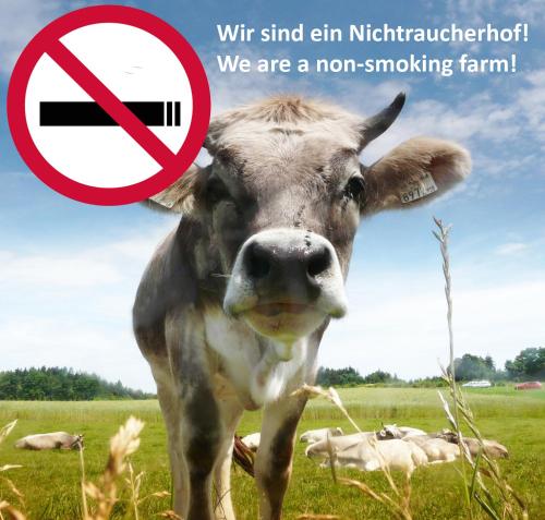 a cow standing in a field with a no smoking sign at stay & relax am Bio Archehof Zachhiesen in Seekirchen am Wallersee
