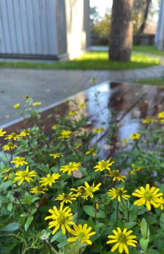 a bunch of yellow flowers on the side of a sidewalk at Piejūras māja skandināvu stilā! Seaside scandi house! in Lapmežciems