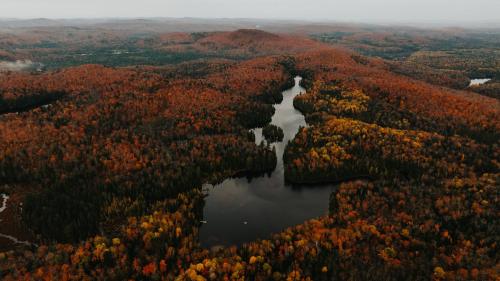 Lièvre Rouge- Refuge en forêt