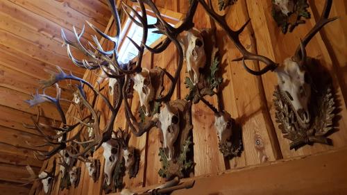 a group of antlers hanging on a wall at Dzika Chata in Nowy Barkoczyn