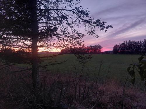 a sunset in a field with a tree in the foreground at KRAGKAER Deer-Lodge B&B & Guest House - Unique Holiday Homes in Sæby