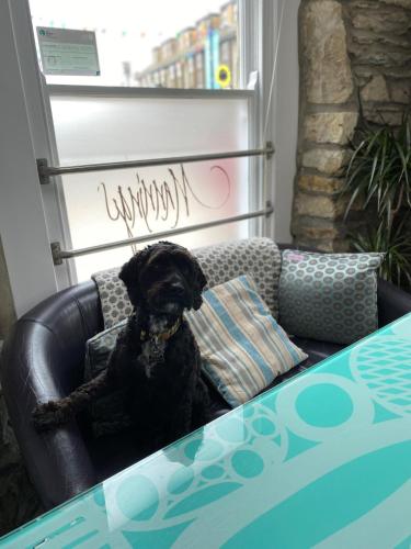 a black dog sitting in a chair with a pillow at Mannings Hotel in Truro