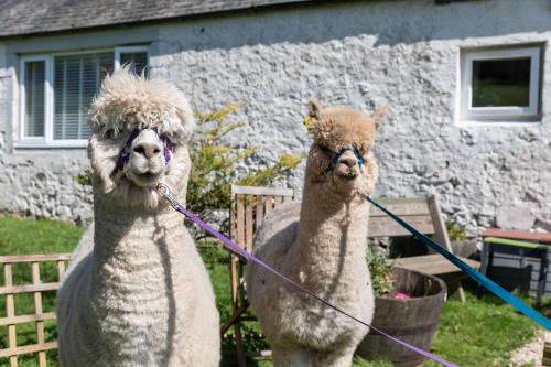two llamas standing next to each other in a yard at South Barlogan Farm in Bridge of Weir
