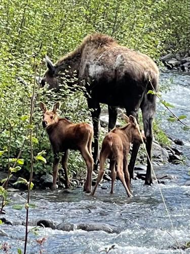 a mother moose and her two babies standing in a stream at Carlo Creek Cabins in McKinley Park