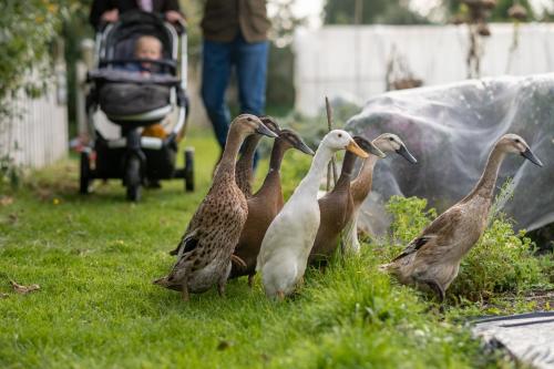 a group of ducks standing in the grass at Woolley Grange Hotel in Bradford on Avon