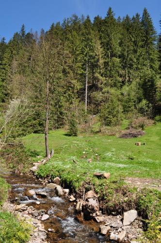 a stream in a field next to a forest at Гостьовий дім Секвойя in Verkhniy Bystryy