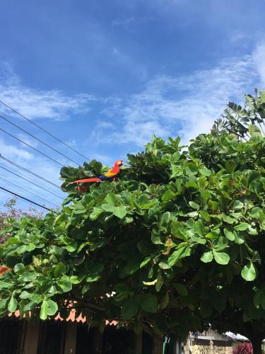 Jungle Drake – Photos 2