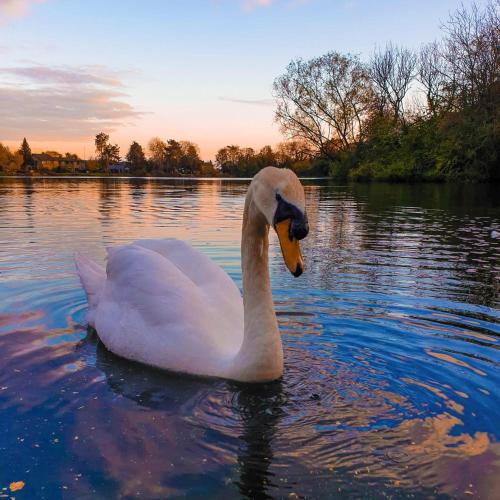 a swan swimming on a lake at sunset at Beech Lodge 6 Hot Tub in York