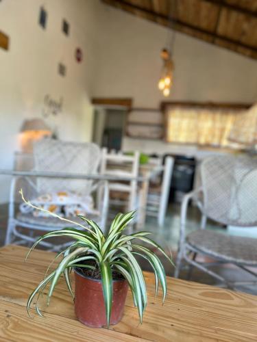 a potted plant sitting on top of a table at La Casita de Charo 2 in Constanza