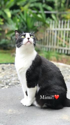 a black and white cat sitting on the ground at Solar 197 Pousada in Timbó