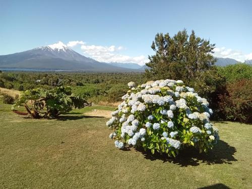 a large bush of white flowers in a field at Topahue in Ensenada
