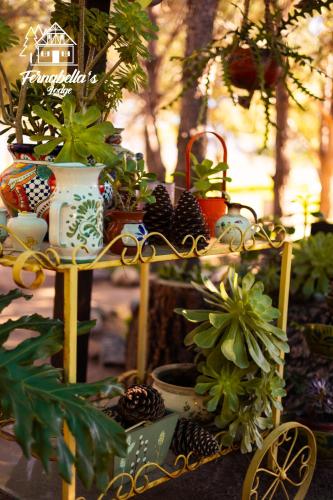 a shelf filled with plants and vases and potted plants at Fernabella's Lodge in Valle de Guadalupe