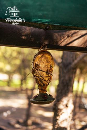 a bird feeder hanging from a tree at Fernabella's Lodge in Valle de Guadalupe