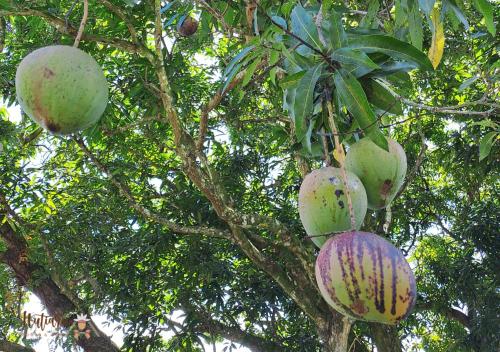 a bunch of coconuts hanging from a tree at Hutiarii house & car & excursions Raiatea in Tevaitoa