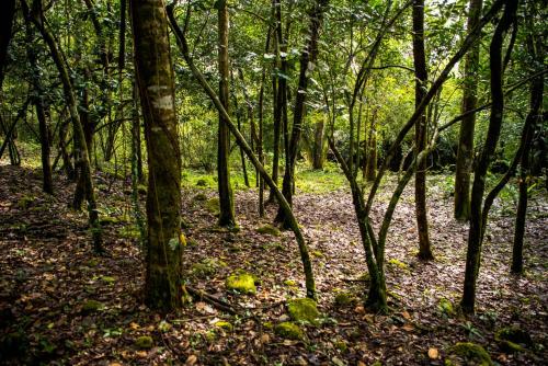 a wooded area with trees and leaves on the ground at Wanakaset Panama in Dolega