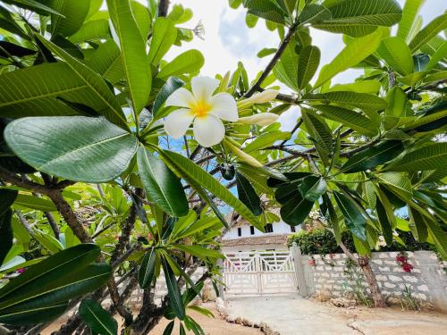 a white flower on a tree in front of a building at Beba.Beach.House in Watamu