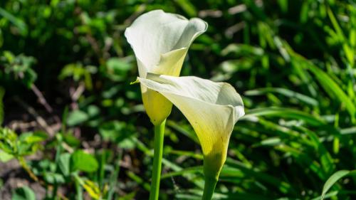 a close up of a white flower in the grass at Diamond Vault Rustic Mountain Cabins in Hogsback